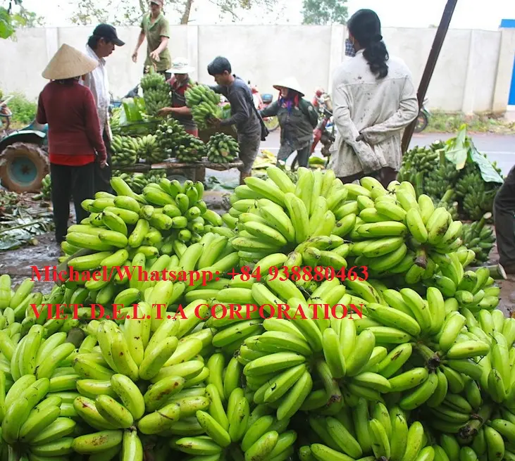 Свежие зеленые бананы премиум качества/вьетнамский банан/Whatsapp: + 84 845 639 639 в 2021