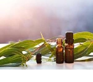 Huile de parfum eucalyptus en vrac à vendre - Product Image 3