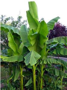 กล้วย Cavendish สดและแห้งสำหรับห่อเค้ก - Product Image 3