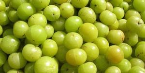 Aceite de Amla 100% puro para el crecimiento del cabello, aceite para compradores a granel - Product Image 5