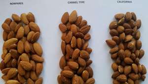 Precios al por Mayor de Almendras Orgánicas/Almendras Orgánicas Crudas - Product Image 2