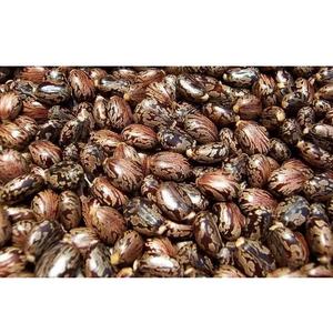 100% Pure Cold Pressed Castor Carrier Oil Natural Hair Growth & Skin Care Oil Wholesale Bulk Supplier - Product Image 6