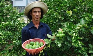 Citron frais sans pépins de haute qualité Norme d'exportation Prix compétitif en gros - Product Image 6