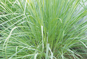 Citronnelle séchée de haute qualité pour l'exportation, offre spéciale - Product Image 3