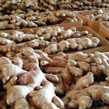 Jengibre/jengibre fresco de alta calidad, precio competitivo, Ms: vacaciones - Product Image 2