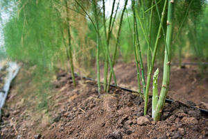 Ferme d'asparagus du Vietnam en 2020 - Product Image 4