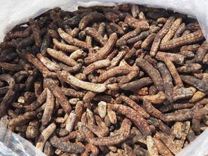MUSA ACUMINATA, proveedor de VIETNAM - Product Image 3