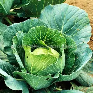 Fresh Chinese cabbage (Napa Cabbage)