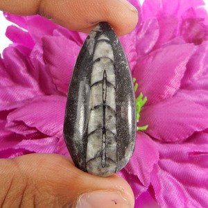 Orthoceras-GEMA de jaspe, 40x18mm, cabujón de pera, 36,50 cts, Gema suelta para joyería - Product Image 2