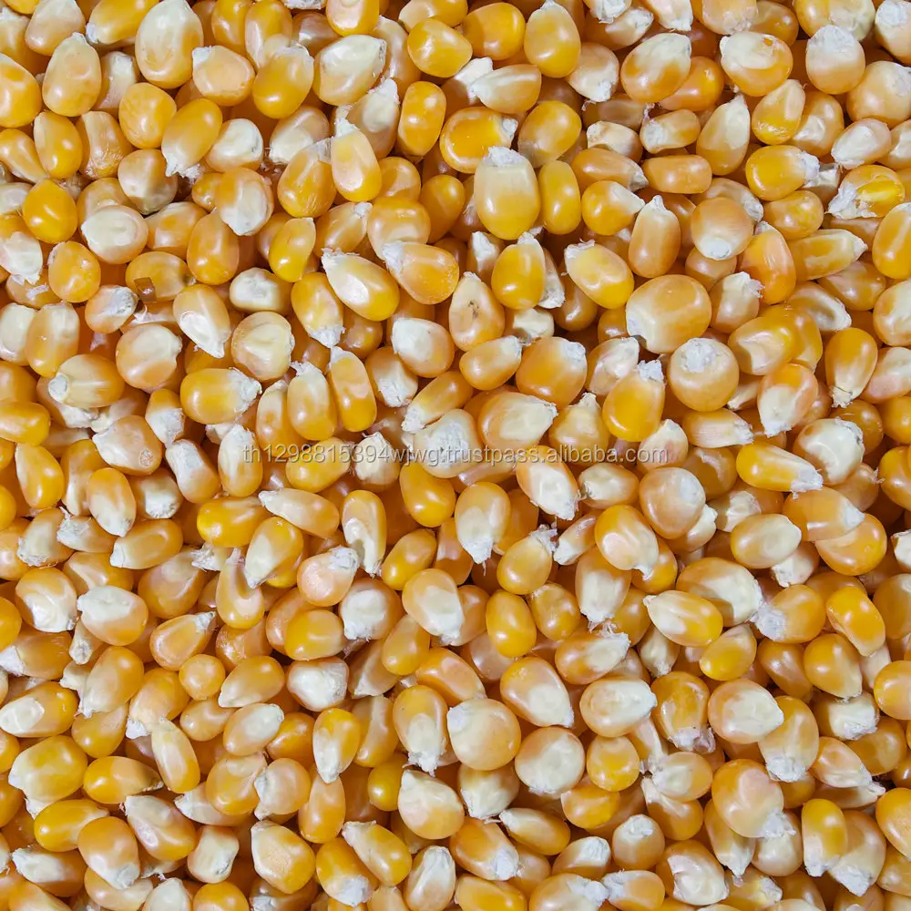 GOOD Non GMO White/Yellow Maize Corn In BULK