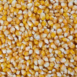 Bom não gmo branco/amarelo maize milho em massa