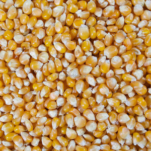 GOOD Non GMO White/Yellow Maize Corn in BULK - Product Image 1