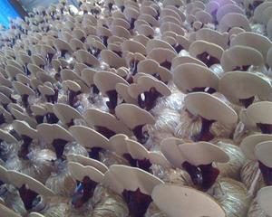 Hongo Reshi de Alta Calidad Originario de Vietnam - Product Image 6