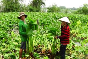 Panier de rangement en jacinthe d'eau vietnamienne, produit durable et écologique - Product Image 6