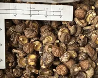 Orgânica secas cogumelo shiitake cogumelo shiitake cogumelo verde para o prato