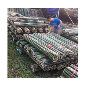 Varas de Bambú Verde/Amarillo de Primera Calidad, Varas de Bambú Grandes para Soporte de Plantas de Jardín, Precio Económico desde Vietnam, Libre de Impuestos a la UE y EE. UU. - Product Image 4