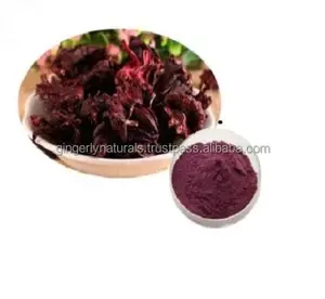 Pure Hibiscus Rosa Sinensis Powder from India