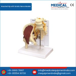 Muscled Hip Sciatic Nerve <b>Models</b> Bulk Price - Product Image 2
