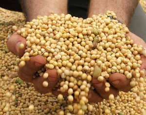 Non-GMO Grade a Yellow <b>Soybeans</b> Dried Bulk 30kg Food Use - Product Image 1
