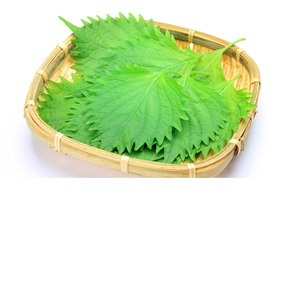 ชิโซสีเขียวสด - Product Image 4