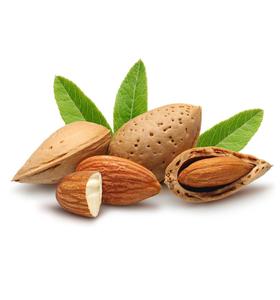 Aceite portador de almendras dulces puras y orgánicas 100% Fabricación y venta al por mayor de calidad preciosa por proveedores de aceite portador - Product Image 2