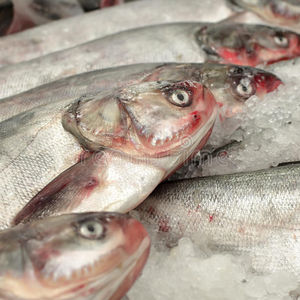 frozen silver carp fish