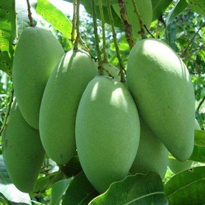 Xoài tươi bán buôn ------ CHẤT LƯỢNG CAO TỪ VIỆT NAM - Product Image 5