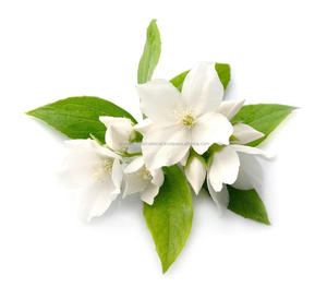 100% Pure Jasmine Grandiflorum Hydrosol Floral Water en vrac en gros à bas prix de Trusted Trader - Product Image 4