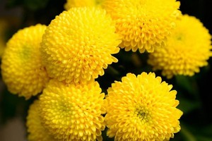 Vente en gros de fleurs en sucre de chrysanthème de qualité supérieure à un prix raisonnable du Vietnam - Product Image 6