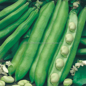 Fava <b>Beans</b> (Broad <b>Beans</b>) Dried Top Grade Bulk 10kg at Price - Product Image 2