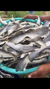 Piel de pescado seca orgánica, venta al por mayor, 2022 - Product Image 2