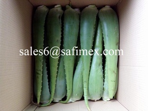 HOJAS DE ALOE VERA para una BUENA PIEL de VIETNAM - Product Image 6