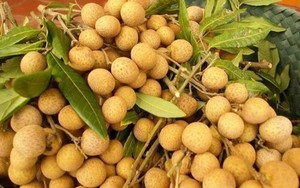 Euphoria longan // Dimocarpus longan - Product Image 2