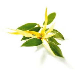 Huile essentielle pure 100% naturelle Huile de Cananga inspirée du thé Ylang Excellente pour l'hydratation de la peau et l'amélioration de l'élasticité - Product Image 2