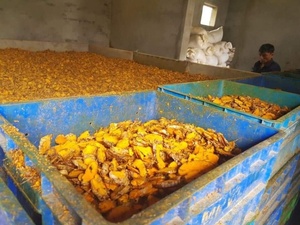 เครื่องอบขมิ้นแห้งแบบแผ่นจากเวียดนาม อบแห้งด้วยเครื่องและตากแดด / แหล่งผลิตเคอร์คูมิน / คุณลิมา - Product Image 6