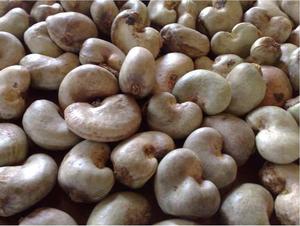 Venta caliente 2024 Residuo de cáscara de nuez de cashey estándar de alta EXPORTACIÓN DE Material de PP seco de Vietnam a precio competitivo La mejor opción - Product Image 3