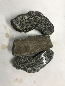 Đá Quý San Hô Hóa Thạch Đen Thô Tự Nhiên - Product Image 3