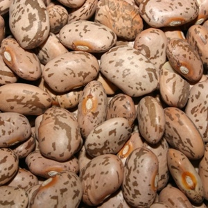 Frijoles de riñón moteados ligeros/Frijoles de Pinto/Frijoles de azúcar Frijoles de frijol moteados ligeros - Product Image 1