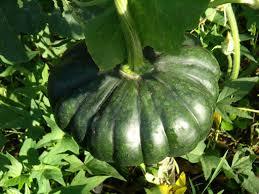 Citrouille fraîche, g, prix pour ferme, exportation - Product Image 3