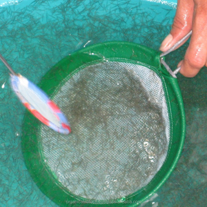 Probiotiques pour l'écloserie de crevettes Vannamei en Chine - Product Image 4