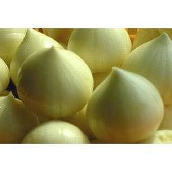 UN GROS CLÔRE - Ail vietnamien solitaire/ Frais et séché/ Ail de haute qualité - Product Image 2