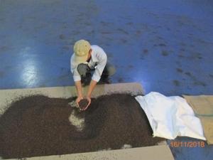 Hot Sale Black and White Pepper Vietnam 500GL 550GL FAQ Dried Whole Pepper Bulk Export Wholesale Factory Supply - Product Image 5
