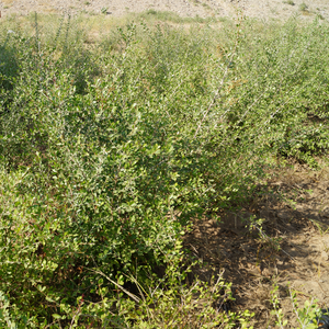 Tinte para el cabello rubio miel a base de hierbas orgánicas más vendidas, producto de peinado de etiqueta privada OEM Natural - Product Image 4