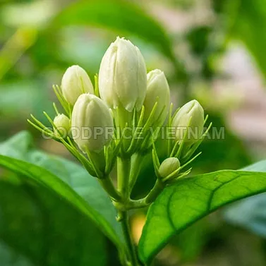 JASMINE/Bunga Melati Kering/Melati Kering untuk 2020 Teh/Whatsapp + 84 845 639 639