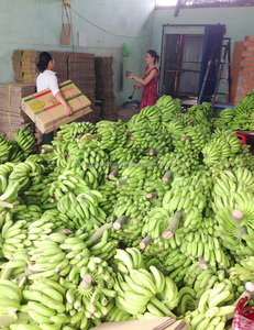 Plátano fresco para venta al por mayor, 2020 Ms, vacaciones - Product Image 3