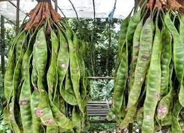 VIETNAM FRUCTUS GLEDITSCHIAE POUR CHEVEUX/NATUREL GLEDITSIAE - Product Image 6