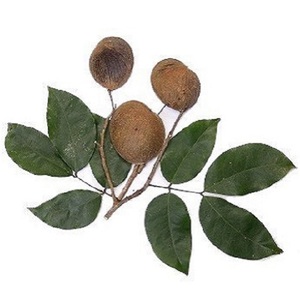 Aceite Esencial de Copaiba Puro de Primera Calidad (Resina) Certificado por GMP para Nutrir e Hidratar - Venta al por Mayor - Product Image 1