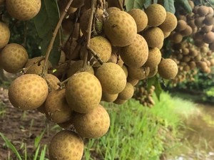 Longan Dorado Seco / Longan a Granel para Exportación desde Vietnam - Product Image 6