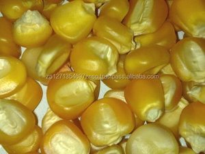 Maíz Amarillo Seco Sin OMG - 100% Puro y Natural, Alto en Proteínas, Bolsas de PP de 25/50 kg - Product Image 2