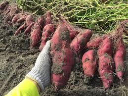 High Quality Organic Purple <b>Sweet</b> <b>Potato</b> for Wholesale in Bulk - Product Image 4